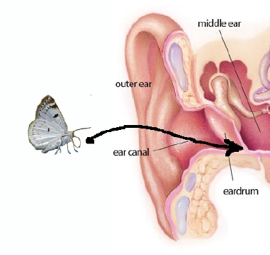 a human ear, with a moth poised to fly into it