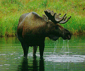 Photo of a moose